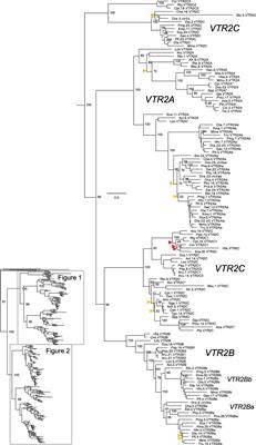 The Evolution of Oxytocin and Vasotocin Receptor Genes in Jawed Vertebrates: A Clear Case for Gene Duplications Through Ancestral Whole-Genome Duplications